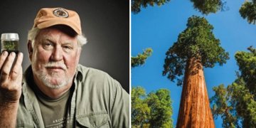 Ky njeri klonon dhe mbjell pemët më të mëdha në botë për të parandaluar zhdukjen e tyre
