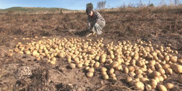 Toka me grurë do të subvencionohet me 474 euro për hektar, patatja me 654 euro për hektar