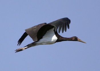 Pas 8 mijë kilometrash fluturim, lejleku i rrallë kthehet në Kamenicë
