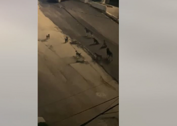 Numër i madh i qenve endacakë rrugëve të Prishtinës