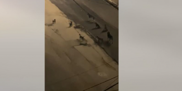 Numër i madh i qenve endacakë rrugëve të Prishtinës