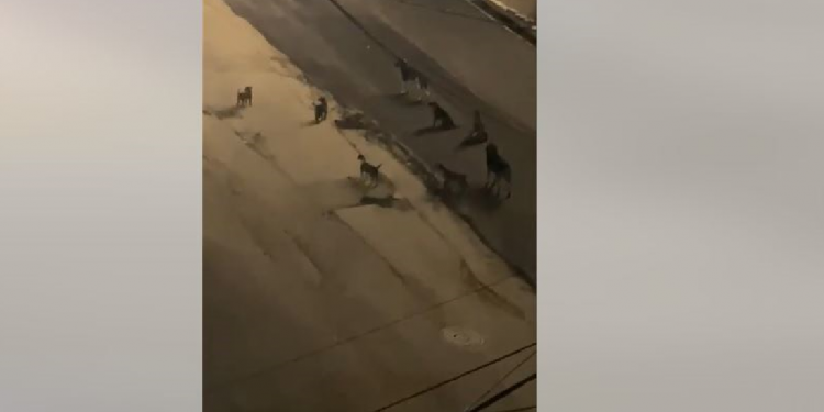 Numër i madh i qenve endacakë rrugëve të Prishtinës