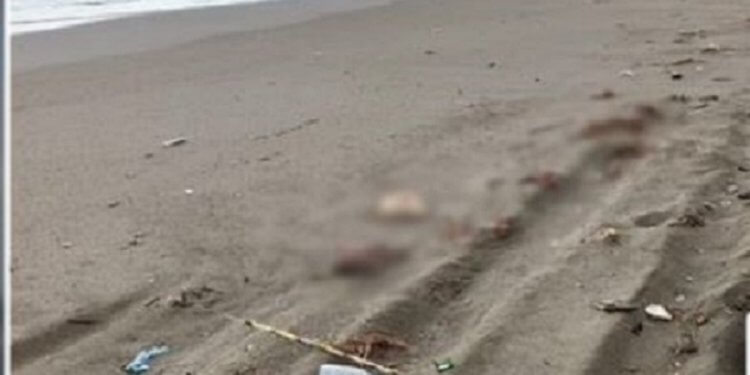 Bregdeti i Shëngjinit “mbulohet” nga pulat e ngordhura