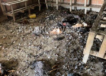 Qentë endacakë ia mbysin mbi 100 pula familjes nga Fushë Kosova