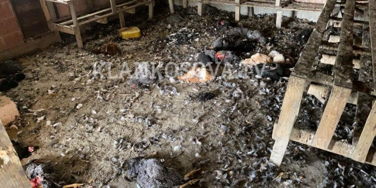 Qentë endacakë ia mbysin mbi 100 pula familjes nga Fushë Kosova