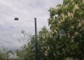 Skenderaj bëhet me trembëse të sorrave dhe brejtësve