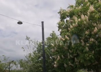 Skenderaj bëhet me trembëse të sorrave dhe brejtësve