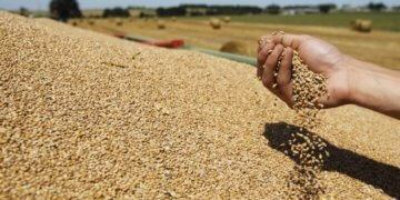 Nuk ka krizë, Kosova siguron grurin për këtë vit