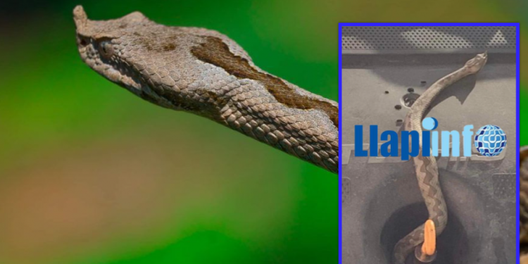 Llapjanit i shfaqet gjarpri në veturë, si publikon pamjet