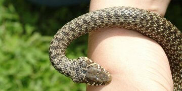 Agjencioni për Mbrojtjen e Mjedisit bën thirrje të mos ngacmohen gjarpërinjtë në Gërmi