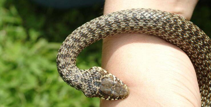 Agjencioni për Mbrojtjen e Mjedisit bën thirrje të mos ngacmohen gjarpërinjtë në Gërmi