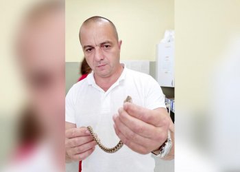 Kafshohet nga vipera, shkon në spital bashkë me gjarpërin helmues!