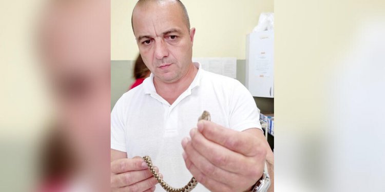 Kafshohet nga vipera, shkon në spital bashkë me gjarpërin helmues!