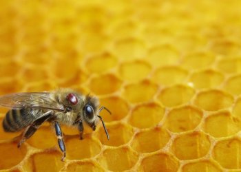 Rrezik shfarosjeje, Australia fut bletët në karantinë