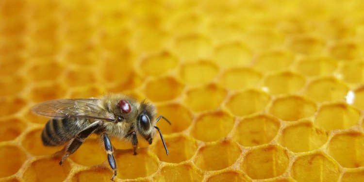 Rrezik shfarosjeje, Australia fut bletët në karantinë