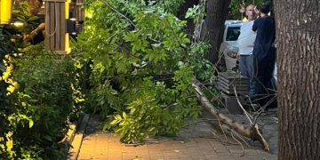 Rrëzohet druri në Prishtinë, për pak zë kalimtarin