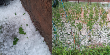 Breshri shkatërron kulturat bujqësore në Podujevë, banorët: Për vite nuk kemi parë diçka të tillë