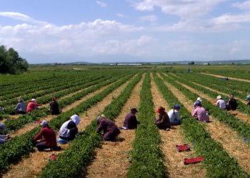 Bujqësia në krizë, fermeri nga Krusha nuk gjen punëtorë edhe me pagë 420 euro