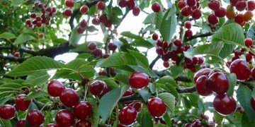 Protestë për çmimin e qershisë