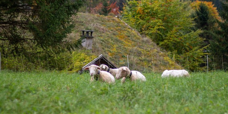 Qyteti zviceran “punëson” dele për të kositur bar