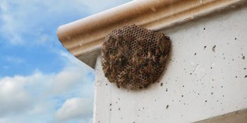 Nëse e gjeni këtë në shtëpi, mos e prekni