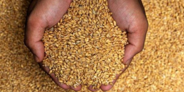 Bie çmimi i grurit pas arritjes së marrëveshjes