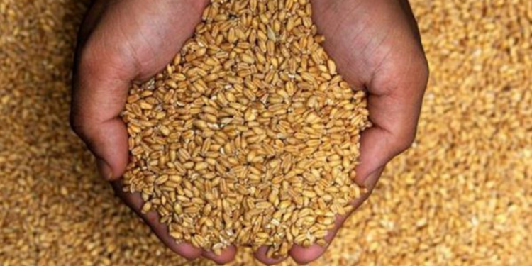 Bie çmimi i grurit pas arritjes së marrëveshjes