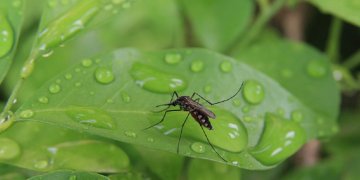Preferencat e mushkonjave, pse ato përzgjedhin se kë ta pickojnë!