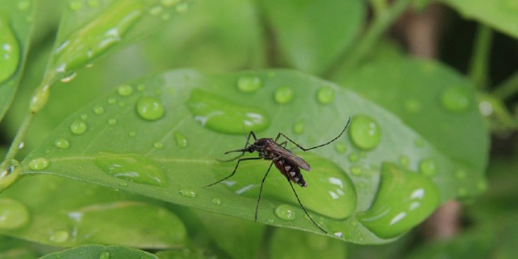 Preferencat e mushkonjave, pse ato përzgjedhin se kë ta pickojnë!