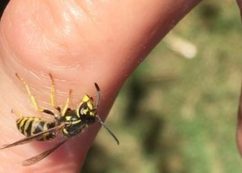 Çfarë duhet të bëjmë kur pickohemi nga grerëza