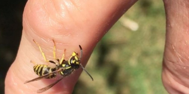 Çfarë duhet të bëjmë kur pickohemi nga grerëza