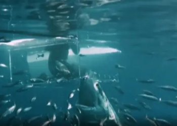 Video: Tmerri i zhytësit që provokonte peshkaqenin 6m, teksa ai thyen kafazin e xhamtë dhe e sulmon