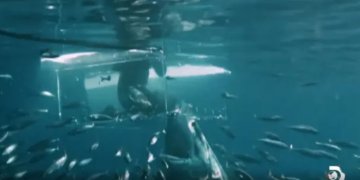 Video: Tmerri i zhytësit që provokonte peshkaqenin 6m, teksa ai thyen kafazin e xhamtë dhe e sulmon