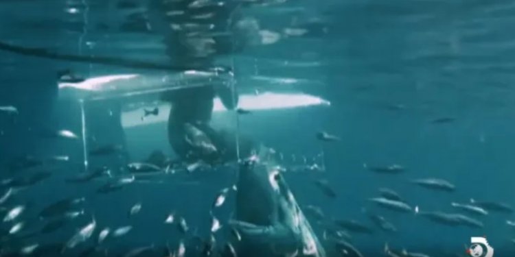 Video: Tmerri i zhytësit që provokonte peshkaqenin 6m, teksa ai thyen kafazin e xhamtë dhe e sulmon