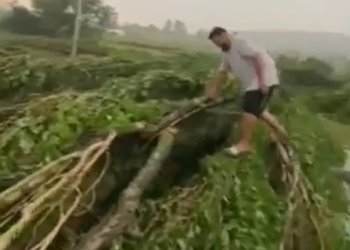 Stuhia e fuqishme rrëzon lisat në mes të rrugës në Ferizaj (VIDEO)!
