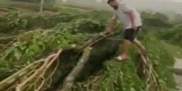 Stuhia e fuqishme rrëzon lisat në mes të rrugës në Ferizaj (VIDEO)!