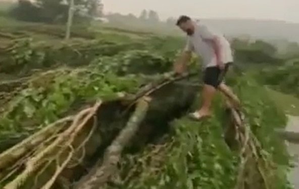 Stuhia e fuqishme rrëzon lisat në mes të rrugës në Ferizaj (VIDEO)!