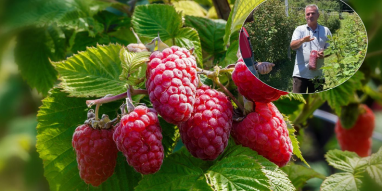 Fermeri nga Dragashi i kënaqur me pagesën për mjedra!