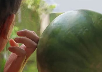 Si të zgjedhim shalqirin më të mirë!