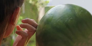 Si të zgjedhim shalqirin më të mirë!
