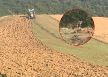 Ujku në Krushë të Madhe i hidhet bujkut në traktor