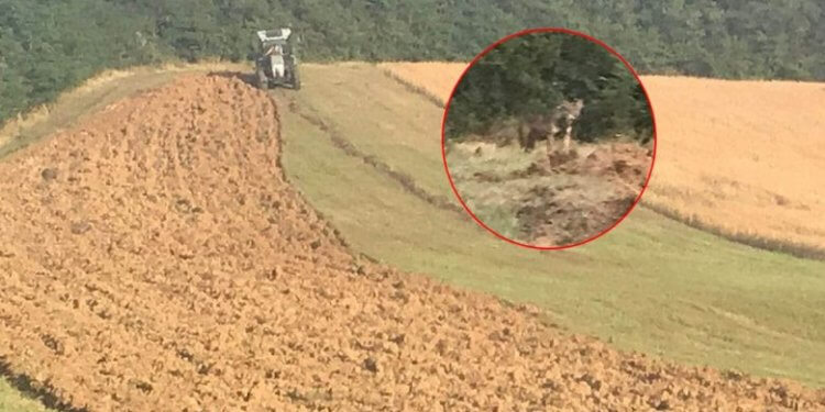 Ujku në Krushë të Madhe i hidhet bujkut në traktor