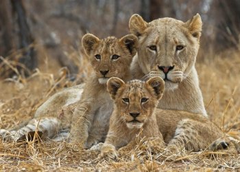 Tentoi të vidhte këlyshët në kopshtin zoologjik, e shqyen luanesha!