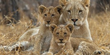 Tentoi të vidhte këlyshët në kopshtin zoologjik, e shqyen luanesha!