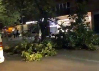 Rrëzohet edhe një lis në Prishtinë, policia në vendngjarje