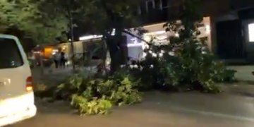 Rrëzohet edhe një lis në Prishtinë, policia në vendngjarje