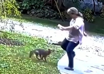 Sulmohet në mënyrë tinëzare dhe agresive nga dhelpra! Video