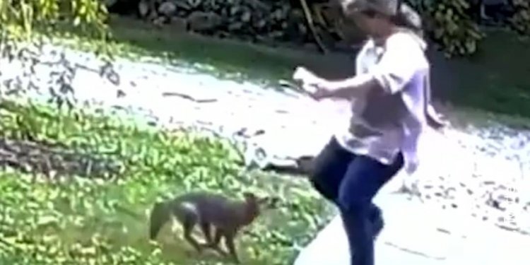 Sulmohet në mënyrë tinëzare dhe agresive nga dhelpra! Video