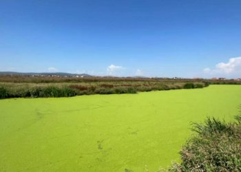 Katastrofa mjedisore në lumin Sitnica, bëhet i tëri i gjelbër