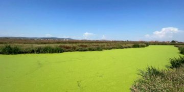 Katastrofa mjedisore në lumin Sitnica, bëhet i tëri i gjelbër